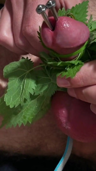 Cum with Nettles Inside Dick