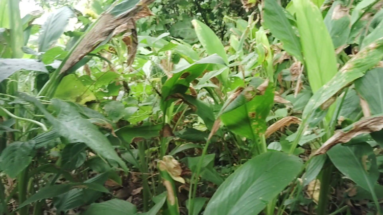 Sania: Sex Video of My Wife in the Field, Shot in...