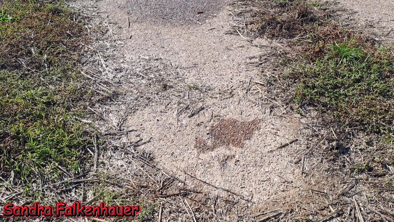 Sandra Falkenhauer: Menikmati di ladang