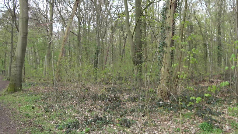 German Amateur Desire - ORRANGE MEDIA: Memek cewek ini dientot habis-habisan sampai dicrot di dalam