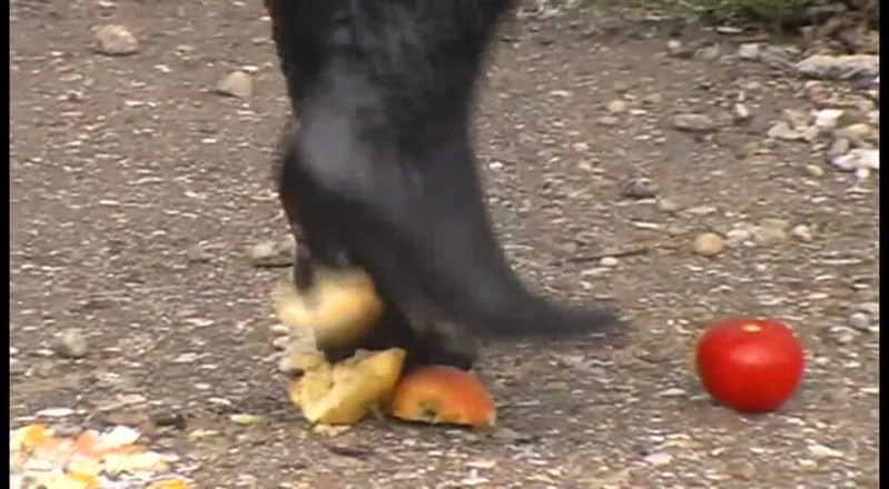 Foot Girls: Crushing food outdoors with my high heels