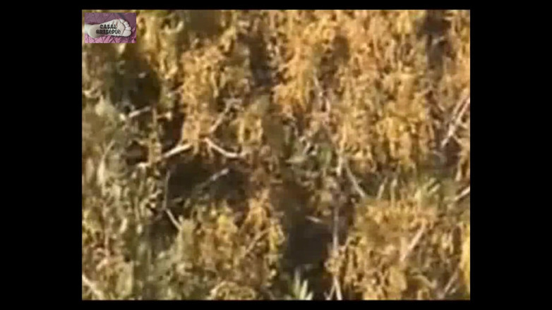 Casal Gresopio films: Berjemur naturist