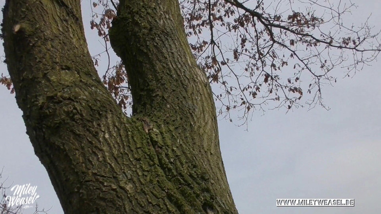 Miley Weasel: かわいい女の子が自分を縛り、公衆の場でセックスされた