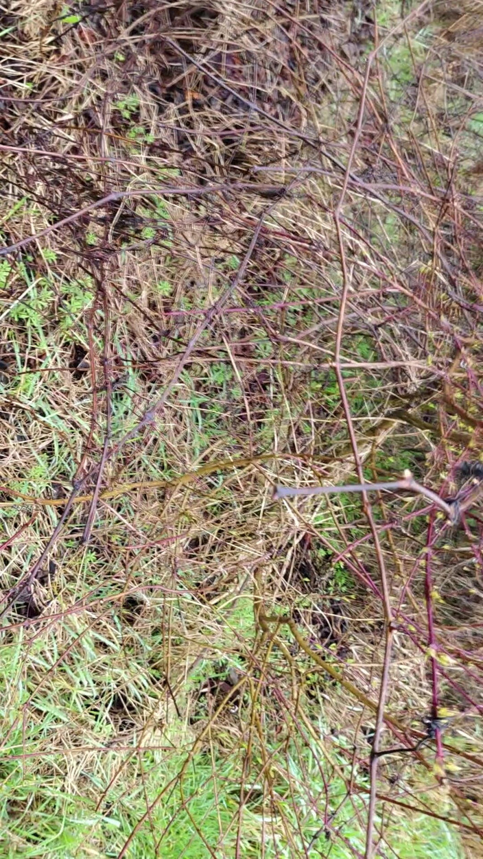 Bayer911: Utomhus Piss i regnet