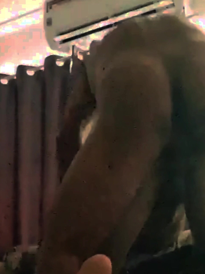 Cum: When husband is horny and the wife is wife, he...