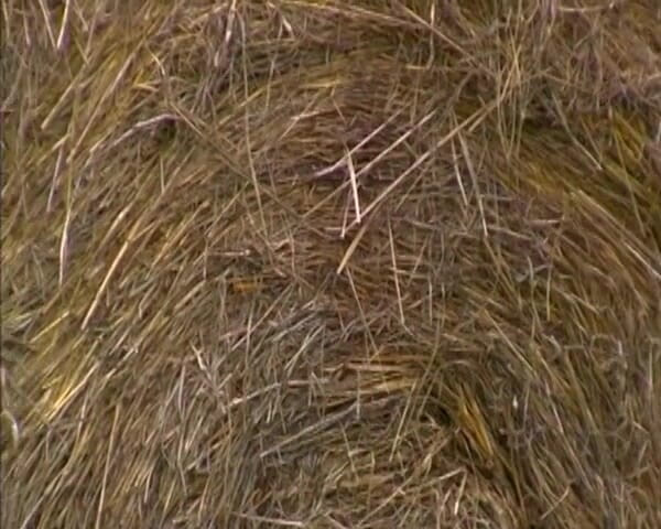 Amateur Pornos XXX: Vintage Jenna Red Succhia E Cavalca Duri