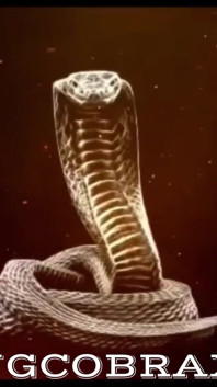 I Love King Cobras Huge Cock: It's the Best Cock Ever!