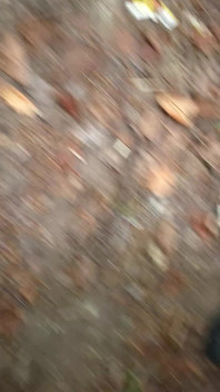 Fun in the Forest