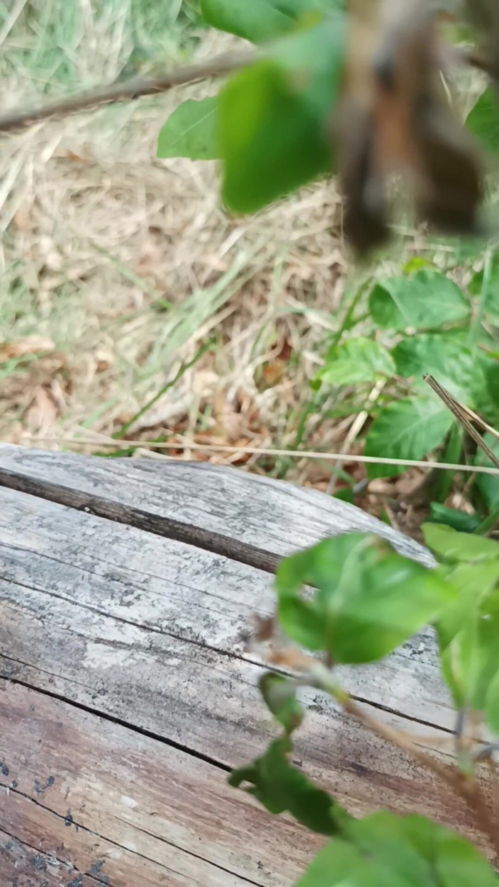 kickerscooter: Jerking off on a Hill Overlooking My Dick