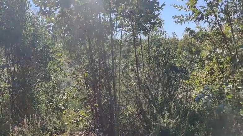 Miss Squirting: andando nua na floresta