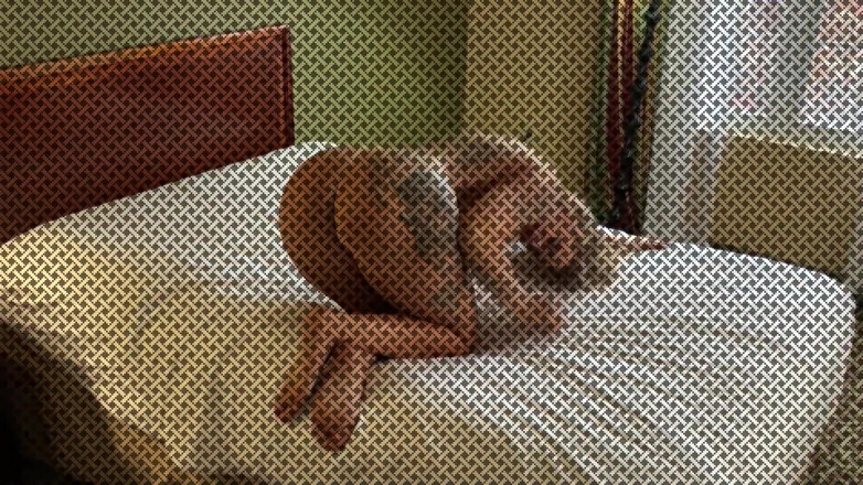DCTrousersnake: Stephanie Love - follando hombre mucho mayor dctrousersnake al principio de...