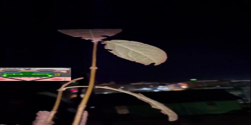 Lonewanderer: 내 도시 주변의 위험한 재미!