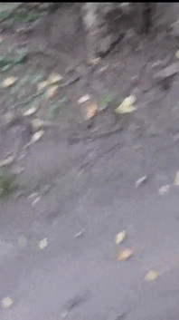Berjalan di Pergunungan Ketat Di Hutan