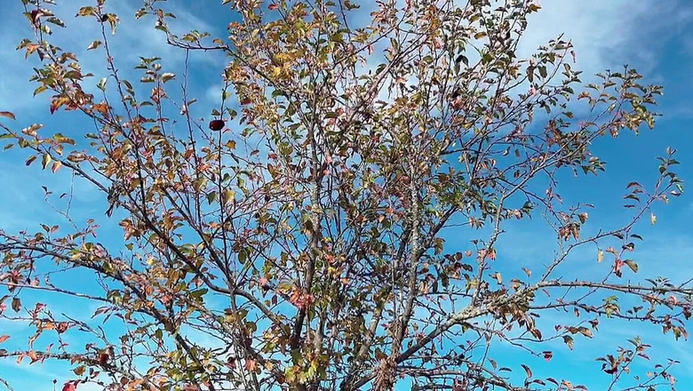 sweethanajapanese: Hana si mungil tubuh aduhai