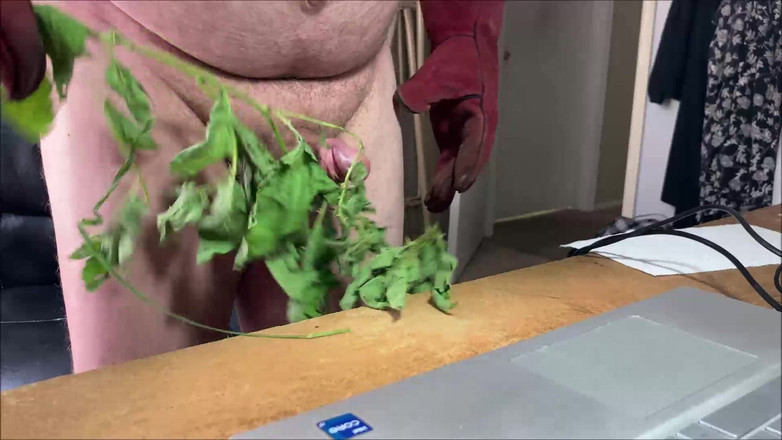 Cbtluvr: Stinging Nettles CBT, Stinging Nettles, CBT, Stinging Nettles on Cock,...