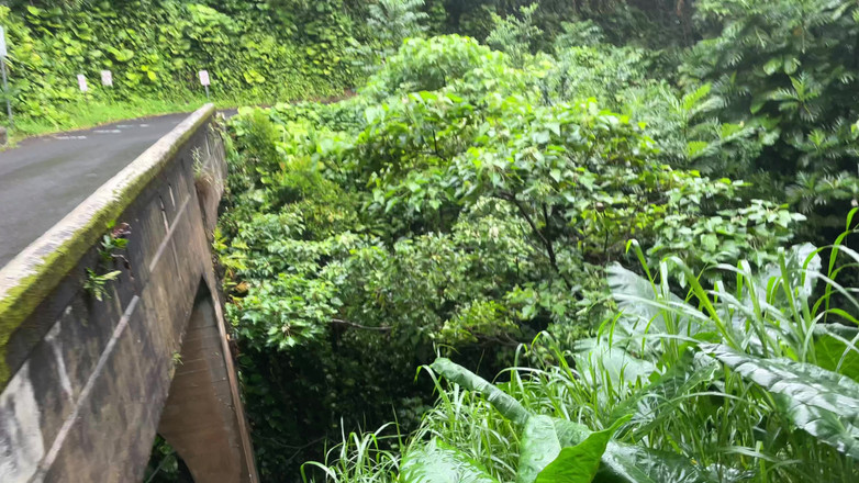 Dante Colle: 在热带雨林中吮吸鸡巴