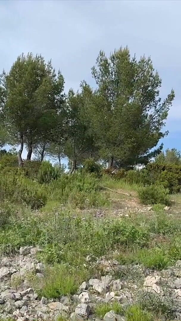 Video Porno One: I Was Walking in the Forest When a Stranger Offered...