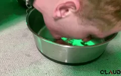 Un chiot joue à la pisse et au CBT