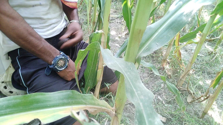 DesiDarkArt: The Village Boy Went to the Cornfield and Hit Him...