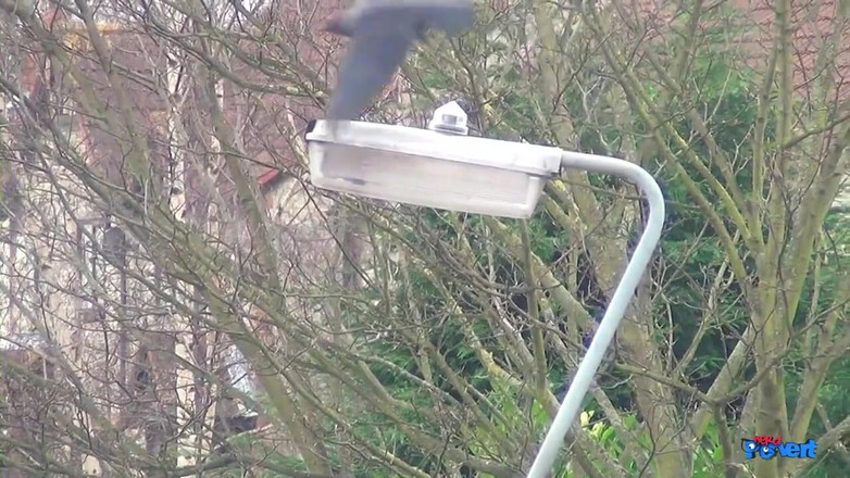 Nerd Pervert: 오줌 싸는 걸레년