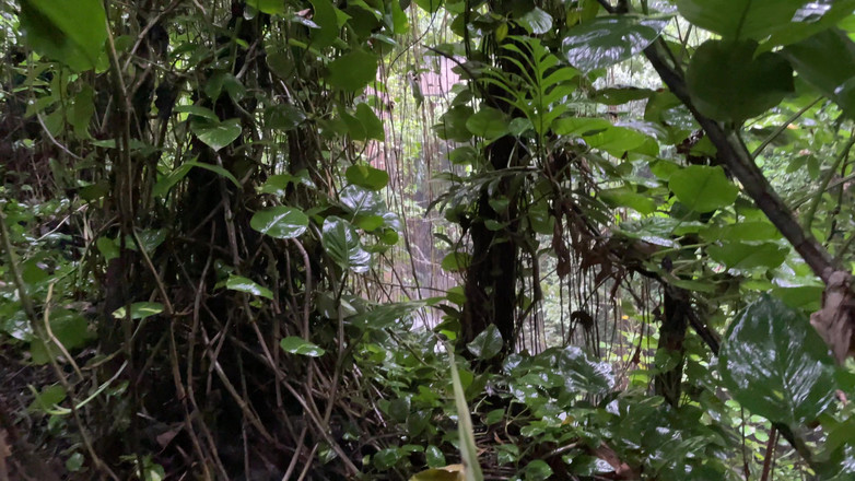 Dante Colle: Сосет хуй в тропическом лесу