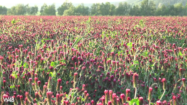 Watch4beauty: Spring Bloom