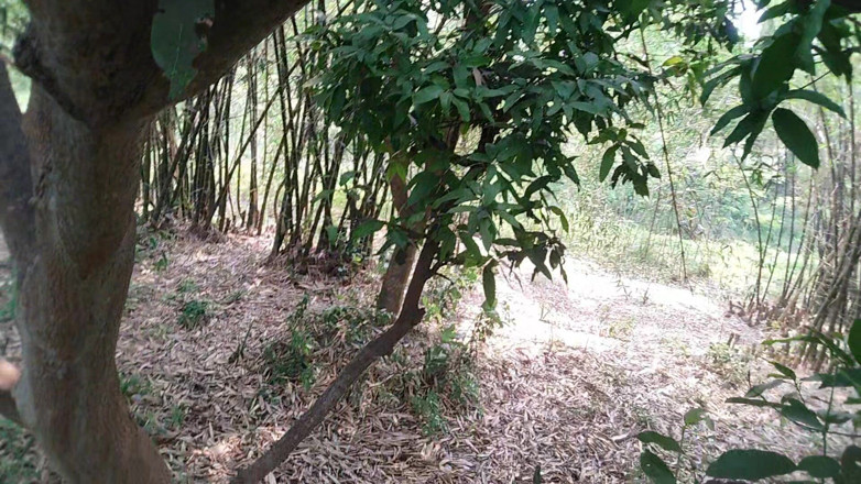 Blackberry World: The Boy From the Local Village Goes to the Garden...