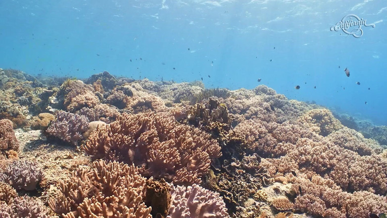 California TV: Backstage - Lisi Parisi