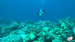 Mistress Pink Pearl: Waktunya sendirian di Bonaire