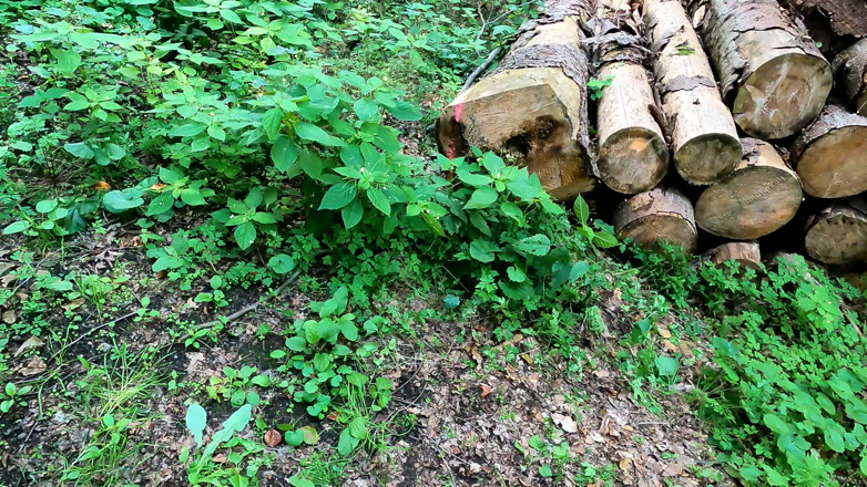 Bouncy Tits Action: Barefoot and Topless in the Forest