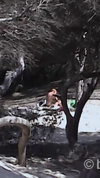 Awek Bermain Di Pantai Di Mallorca