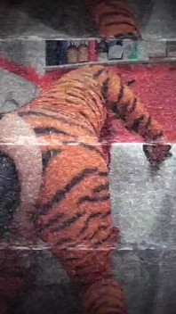 Ragazza culona tiffany ciskiss cosplay tigra pt 2 ragazzo effeminato scopa enormi giocattoli