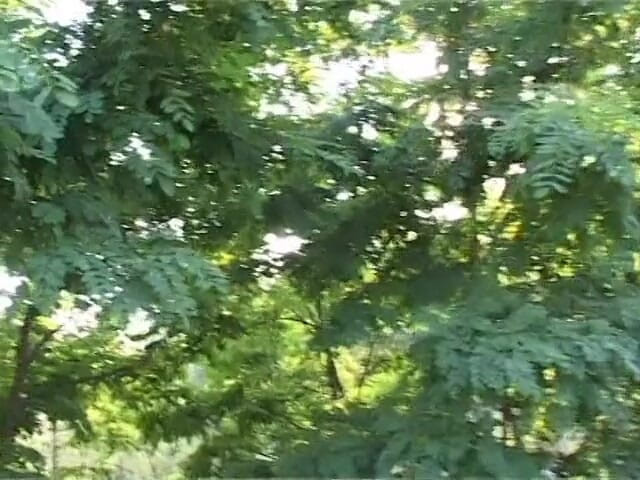 Out Sexxx: Süße blondine wird in einem park gefickt