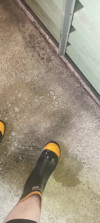 Pissing on Steel Toe Black Rubber Wellies