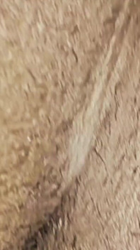 Sesso fatto in casa ragazza desi calda scopata video