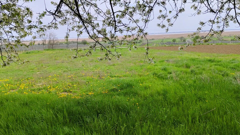 Bayer911: Torta no Oak