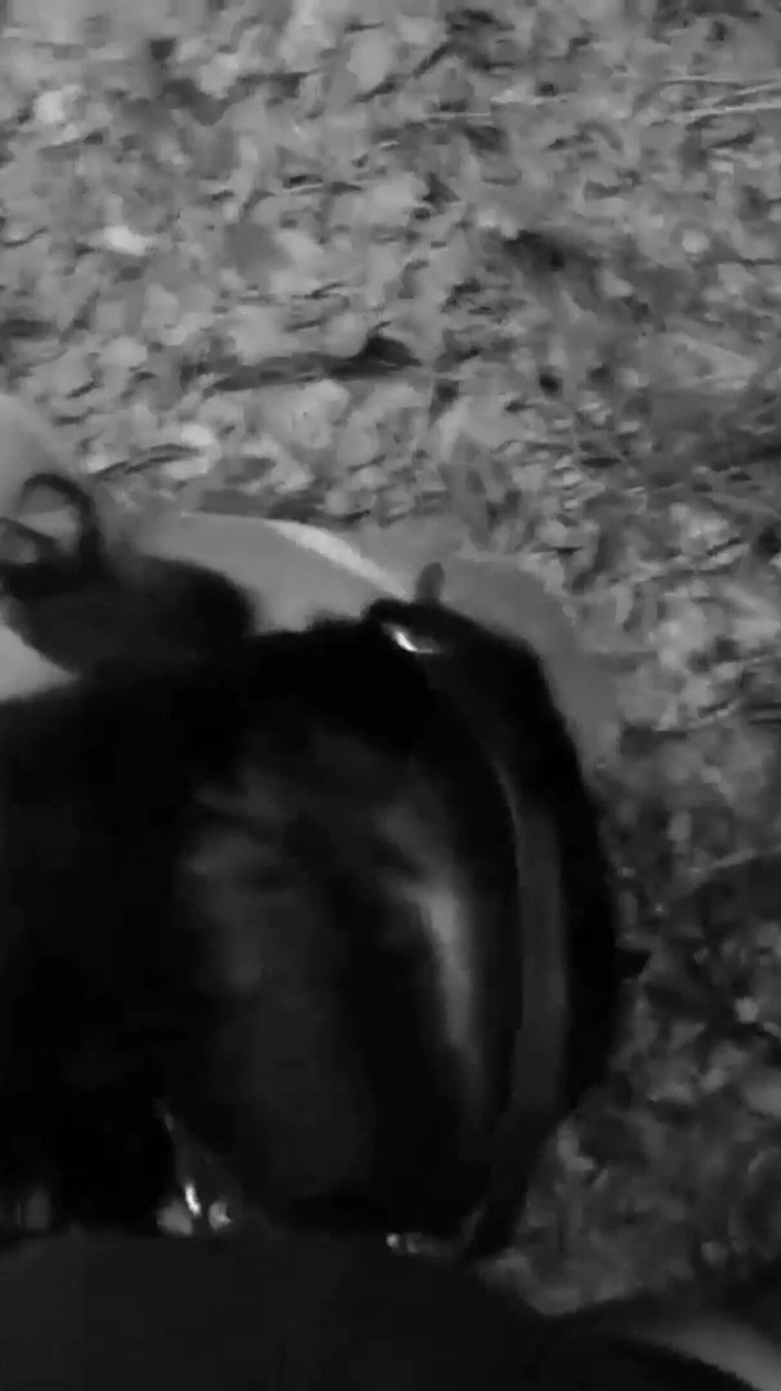 Toilet Mommy: Pet Girl aagyakaarita prashikshan