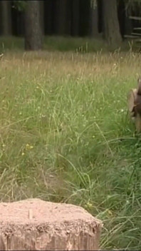 Little Red Cock Sucks Cock in the Woods