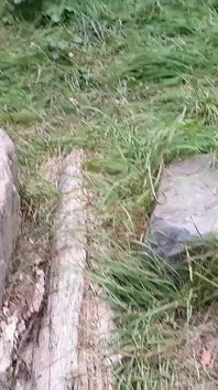 Un vieux couple m’a vu sucer sa bite dans un parc public - POV
