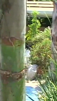 Chloey Adams & Trevor Thompson Piss Anální Gape A2M Výstřiky na obličej