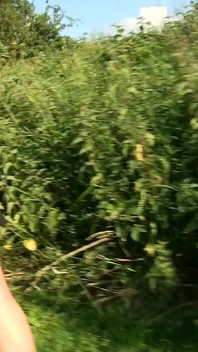 Puta galesa va a una aventura de caza en el clima soleado