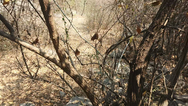 Suthavillagexxx: Tamil Boy Masturbating in the Forest