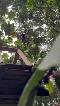 Rödhårig blir utslampad av rippad hingst i skogen