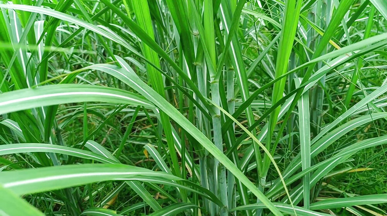 Asha Devi: ホットな義理の妹は、彼氏を義理の妹と共有してもかまいません