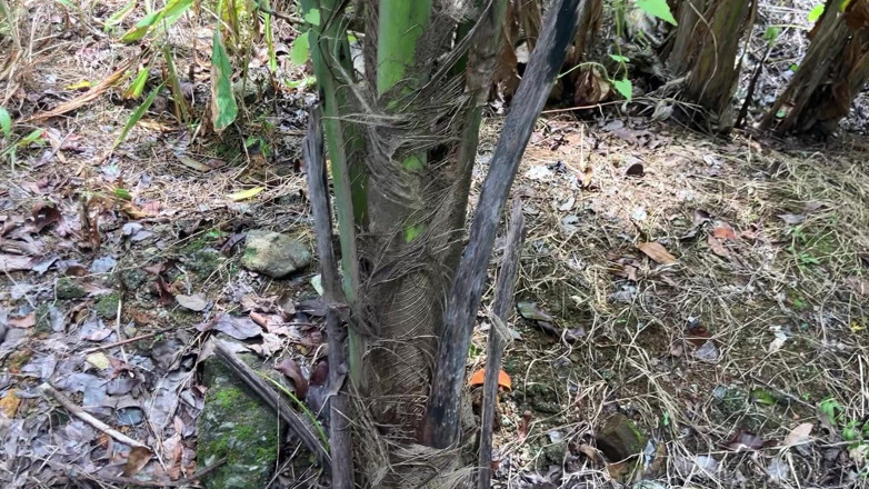 Nuragee: I Hide Behind a Tree and Watched the Bath