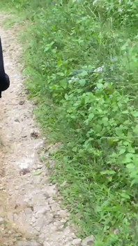 Sex im wald