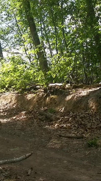 Bike in Forest