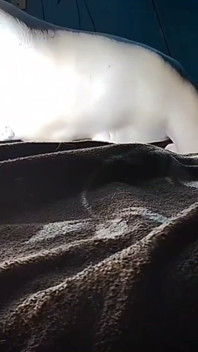 Puchis - milf sexy Jugoso Ruidoso ejaculează