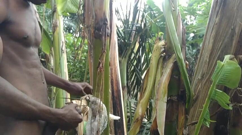 Bangcum8: Uomo tutto solo nella foresta e rendere l'albero di plantain è...