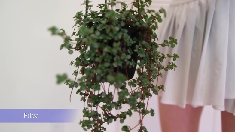 Destination Kat: July Plants